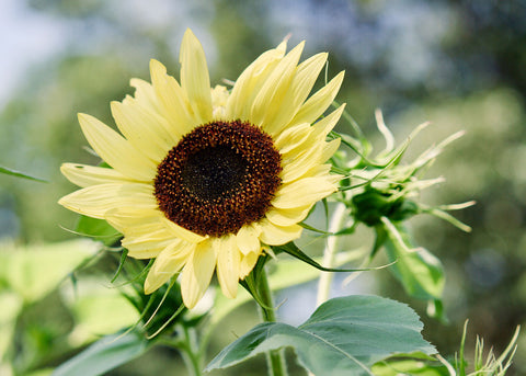 Flower Seeds_Lemon Queen Sunflower_Bucktown Seed Company-01