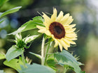 Lemon Queen sunflower with pale yellow petals and a dark brown center blooming in a garden.