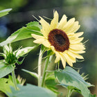 Lemon Queen sunflower with pale yellow petals and a dark brown center blooming in a garden.