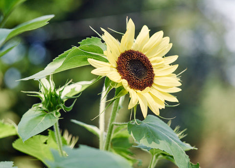 Flower Seeds_Lemon Queen Sunflower_Bucktown Seed Company-02