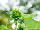 A Lemon Queen sunflower bud with green sepals beginning to reveal pale yellow petals against a soft, blurred garden background.