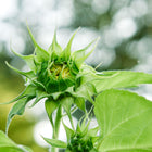 A Lemon Queen sunflower bud with green sepals beginning to reveal pale yellow petals against a soft, blurred garden background.