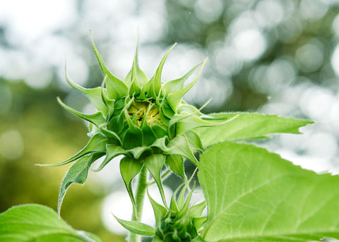 Flower Seeds_Lemon Queen Sunflower_Bucktown Seed Company-03