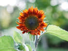 Red Sun sunflower bloom with deep mahogany and bronze petals surrounding a dark center against a soft green background.