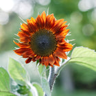 Red Sun sunflower bloom with deep mahogany and bronze petals surrounding a dark center against a soft green background.