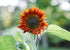 Flower Seeds_Red Sun Sunflower_Bucktown Seed Company-01
