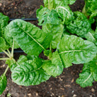 Fordhook Giant Swiss chard plants with broad, dark green crumpled leaves and thick white stems growing in soil.