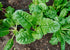 Heirloom Seeds_Swiss Chard Fordhook_Bucktown Seed Company-01