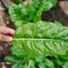 Hand holding a large, crumpled dark green Fordhook Giant Swiss chard leaf with a thick white stem in a garden.