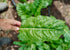 Heirloom Seeds_Swiss Chard Fordhook_Bucktown Seed Company-04