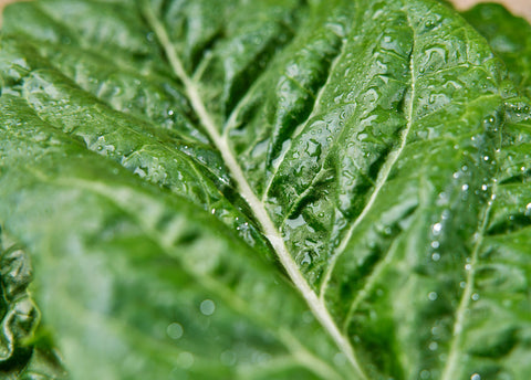Heirloom Seeds_Swiss Chard Fordhook_Bucktown Seed Company-02