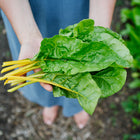 Hands holding a bunch of freshly harvested Oriole Orange Swiss chard with glossy green leaves and bright orange stems.