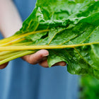 Hand holding a freshly harvested bunch of Oriole Orange Swiss chard with vibrant orange stems and glossy green leaves.