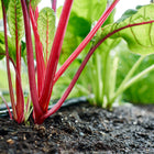 Rainbow Mix Swiss chard plants with vibrant red stems and glossy green leaves growing in dark garden soil.