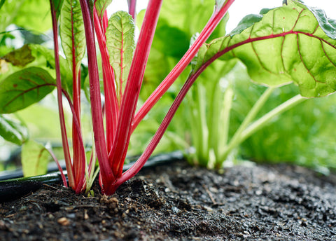 Heirloom Seeds_Swiss Chard Rainbow Mix_Bucktown Seed Company-02