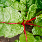 Rainbow Mix Swiss chard plant with glossy green leaves and vibrant red stems growing in garden soil.