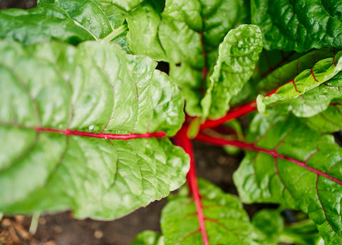 Heirloom Seeds_Swiss Chard Rainbow Mix_Bucktown Seed Company-05