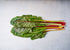 Heirloom Seeds_Swiss Chard Rainbow Mix_Bucktown Seed Company-01