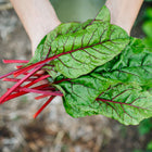 Hands holding a fresh harvest of Ruby Red Swiss chard with deep green leaves and vivid crimson stems.