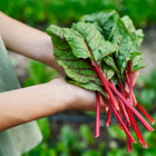 Hands holding a freshly harvested bunch of Ruby Red Swiss chard with vibrant crimson stems and deep green leaves.