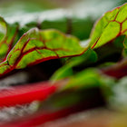 Close-up of Ruby Red Swiss chard leaves featuring vibrant crimson stems and deep green foliage with prominent red veins.