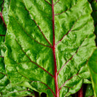 Close-up of Ruby Red Swiss chard leaves with deep green foliage, vivid crimson veins, and fresh water droplets.