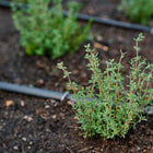 Small Thyme plant with tiny green leaves growing in dark garden soil with black drip irrigation tubing.