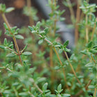 Close-up of a growing Thyme plant with slender woody stems and small, textured green leaves in a garden bed.