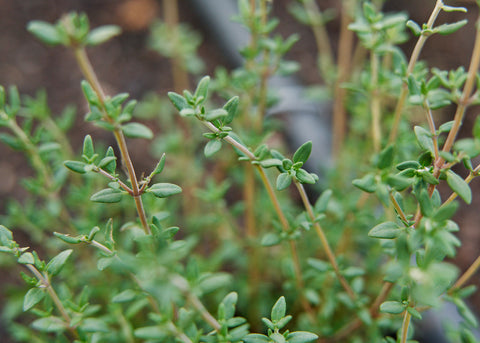 thyme plant from seed Thyme - Organic Seeds