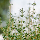Close-up of fresh Thyme herb plants with slender stems and small green leaves growing in a garden.