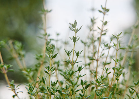 Thyme - Organic Seeds