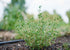 Heirloom Seeds_Thyme_Summer_Bucktown Seed Company_01
