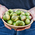 Hands holding a small woven bowl filled with harvested Purple de Milpa tomatillos in papery husks.