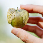 Hand holding a Purple Tomatillo fruit partially wrapped in a papery, light brown husk.