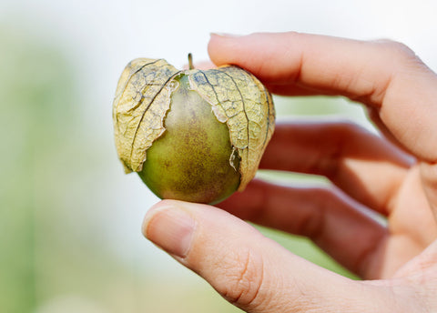 Heirloom Seeds_Tomatillo Purple_Bucktown Seed Company-05