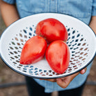 Three red, plum-shaped Amish Paste tomatoes in a white, diamond-patterned enamel colander held by a person.