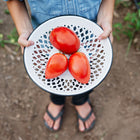 Person holding a white colander filled with three ripe, red Amish Paste tomatoes in a garden.