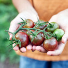 Hands holding a fresh cluster of dusky purple-brown Black Cherry tomatoes on the vine.