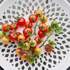 Freshly harvested Chadwick Cherry tomatoes on the vine, displayed in a white decorative metal colander.