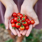 Hands cupping a cluster of bright red, round Chadwick Cherry tomatoes freshly picked from the vine.