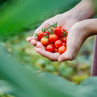 Hands cupping a fresh harvest of bright red, round Chadwick Cherry tomatoes in a garden setting.