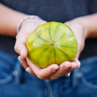 Hands holding a ripe, chartreuse Cherokee Green tomato with subtle amber blushing and green ribbing.