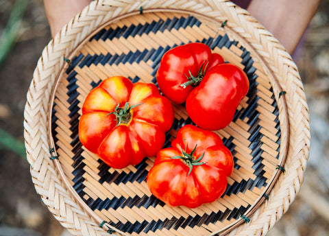 Rosa Sicilian - Tomato Seeds