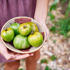 Hands holding a small woven basket filled with freshly harvested Green Zebra tomatoes with lime-yellow stripes.