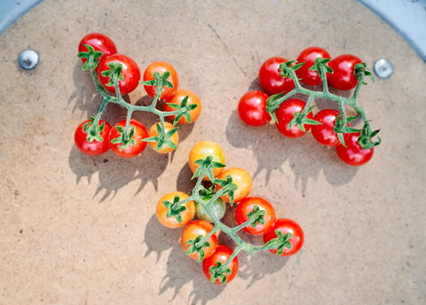 Heirloom Seeds_Tomato Matts Wild Cherry_Bucktown Seed Company-03