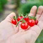 A hand holding a cluster of small, bright red Matt's Wild Cherry tomatoes against a blurred garden background.