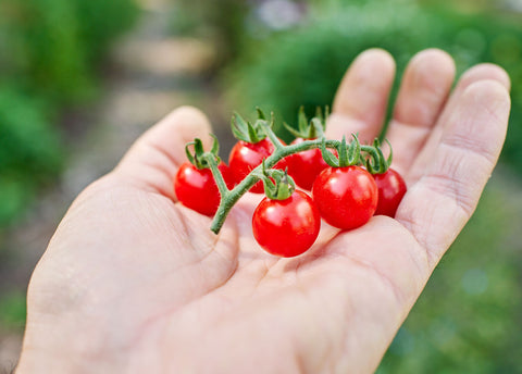 Heirloom Seeds_Tomato Matts Wild Cherry_Bucktown Seed Company-02