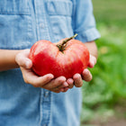 Child holding a large, pink-red Mortgage Lifter tomato in their hands.