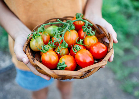 Italian Heirloom Tomato - Principe Borghese Seed -Bucktown Seed Company_01