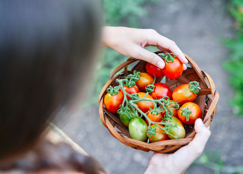 Italian Heirloom Tomato - Principe Borghese Seed -Bucktown Seed Company_05